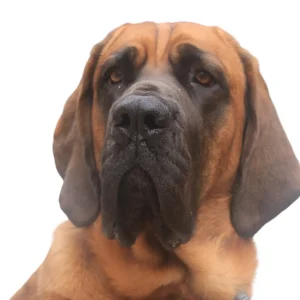 Picture of a brown adult dog