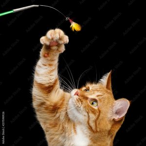 AdobeStock_217598926_Preview