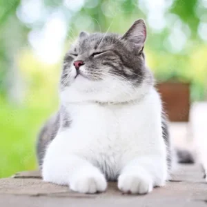 AdobeStock_24533751_Preview