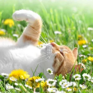 AdobeStock_32642417_Preview