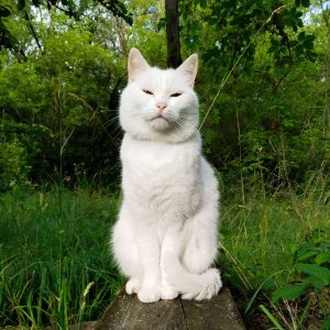 cat-medicine-category-aav