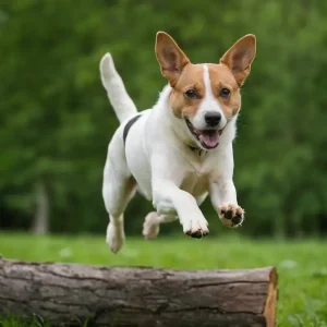 Dog running outside adn jumping over a log.